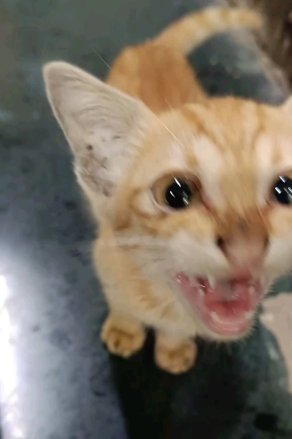 Orange kitten yelling open-mouthed directly at the camera with intense wide eyes