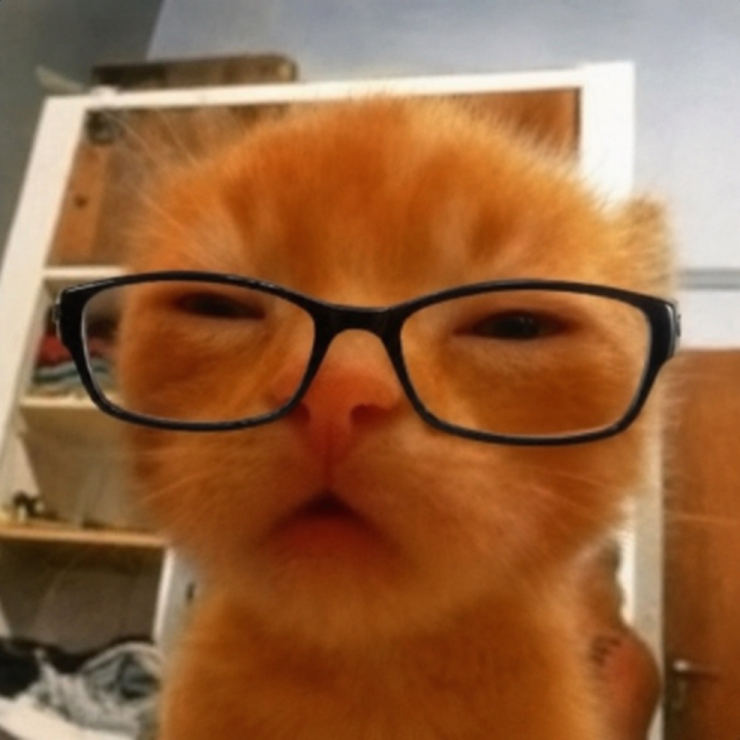 Fluffy orange kitten wearing oversized black glasses with a deeply unimpressed squint