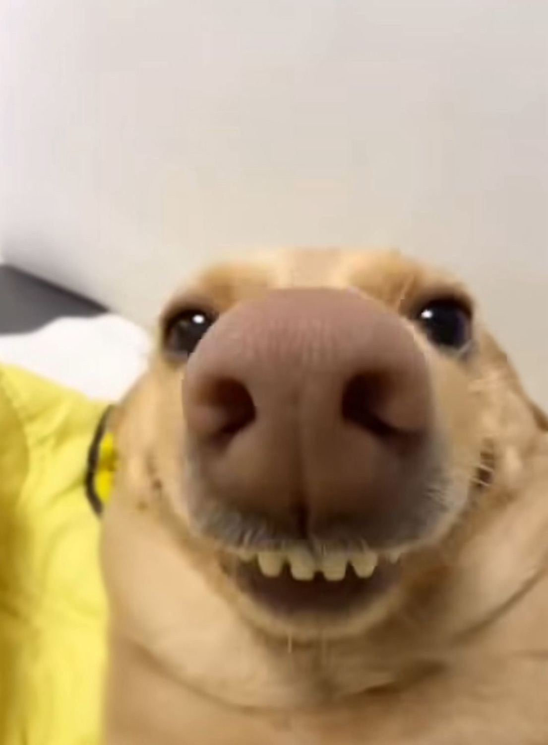 Extreme close-up of a yellow lab flashing its bottom teeth in a goofy grin