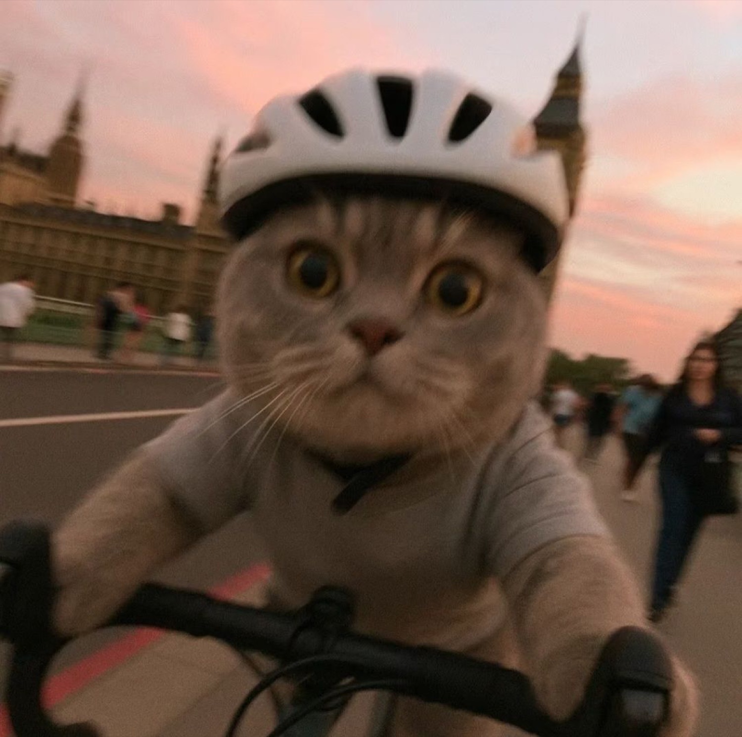 Wide-eyed cat in a bike helmet riding through London