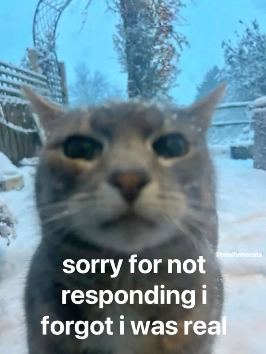 Cat staring blankly into the camera in the snow: 'sorry for not responding i forgot i was real'