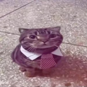 Small tabby cat dressed in a shirt collar and striped tie sitting on the sidewalk staring up