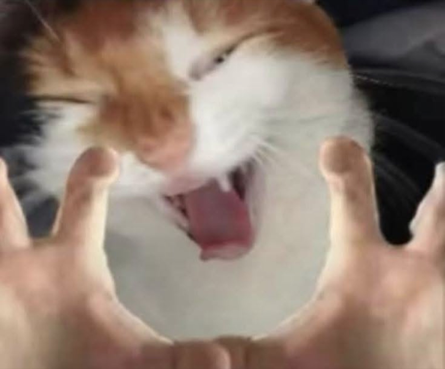 Orange and white cat screaming with mouth wide open, held by two hands framing the shot