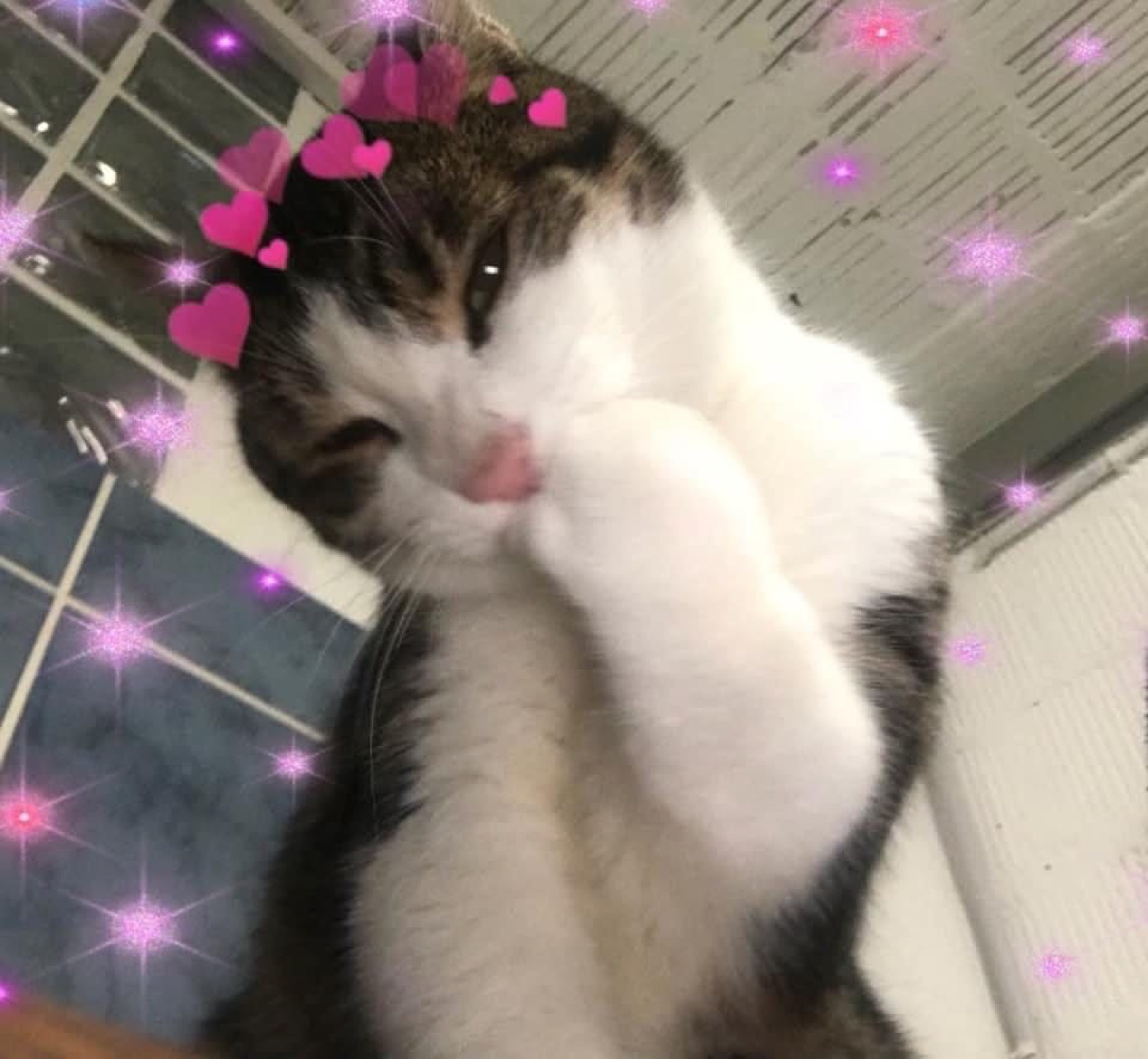 Tabby cat covering its face with a paw under a pink hearts-and-sparkles filter
