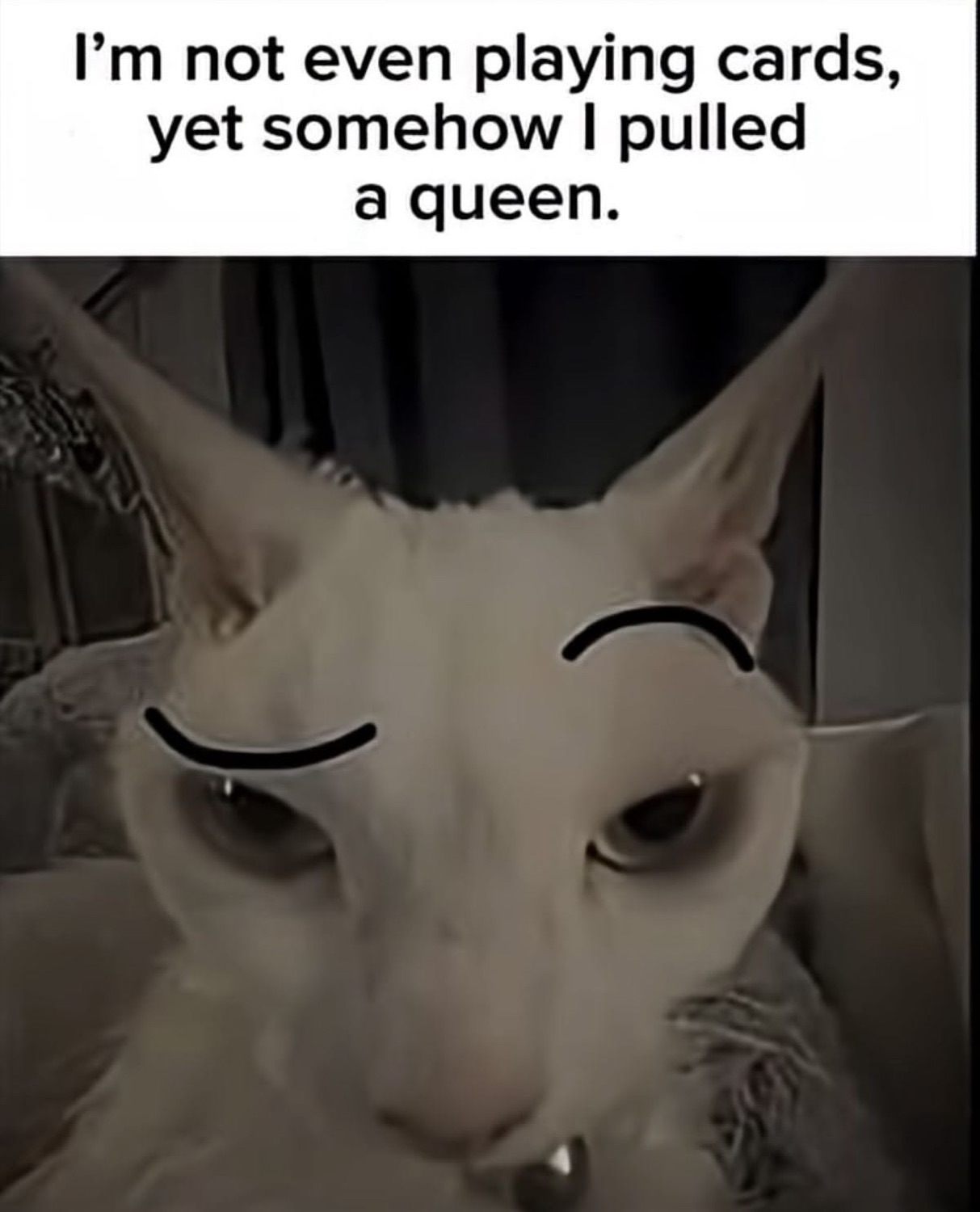 White cat with drawn-on eyebrow arches giving a deadpan smug stare, captioned 'I'm not even playing cards, yet somehow I pulled a queen'