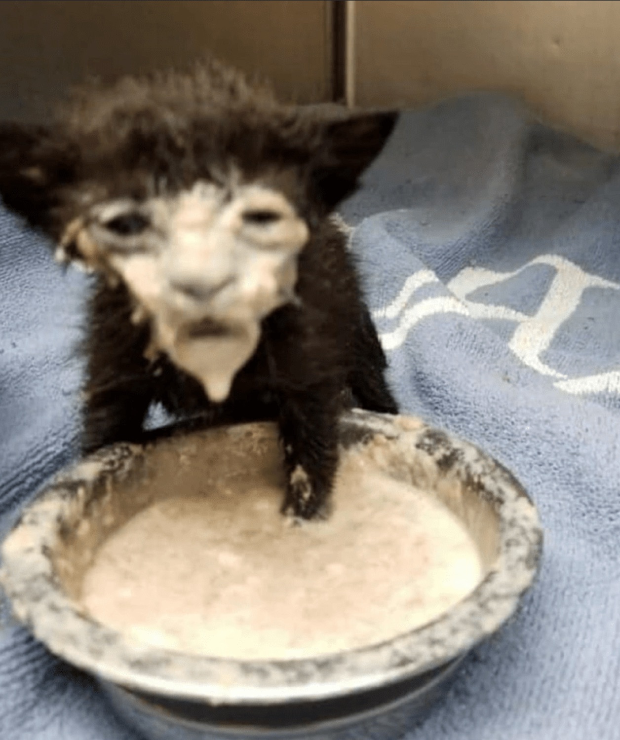 Tiny black kitten with milk-covered chin sitting in a food bowl, looking bedraggled and startled