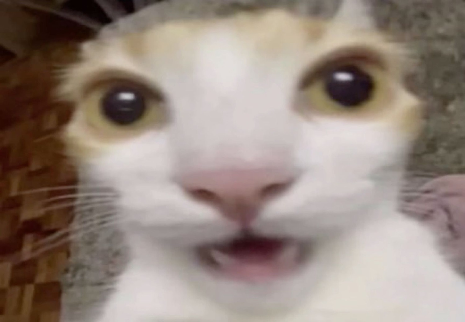 White cat with mouth wide open, caught mid-scream in close-up