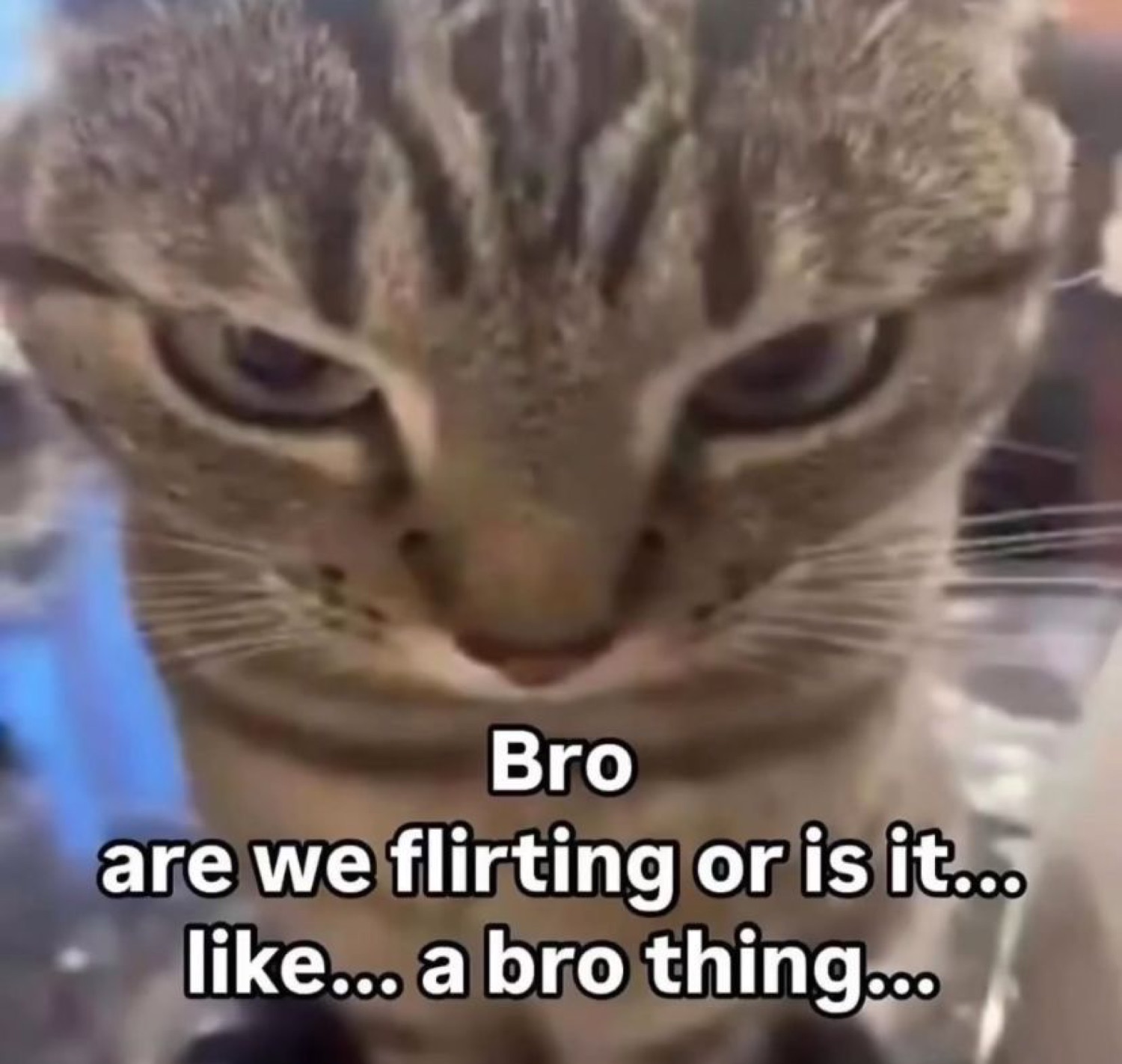Intense close-up cat captioned 'are we flirting or is it... a bro thing...'