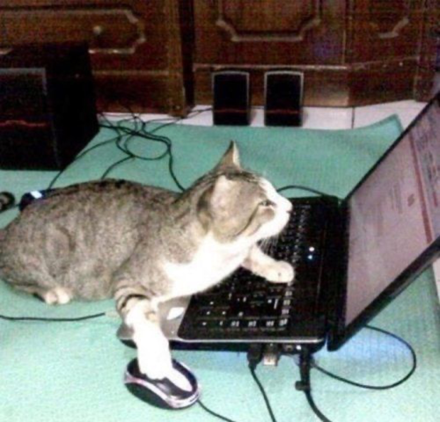 Tabby cat sprawled at a laptop, one paw on the keyboard and one on the mouse
