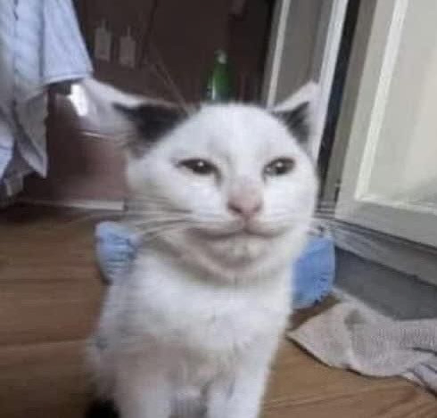 White cat with a strained, tight-lipped smile looking awkwardly at the camera