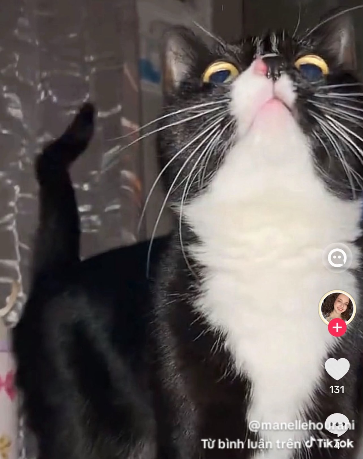 Tuxedo cat craning its neck up, wide-eyed, on a reposted TikTok clip