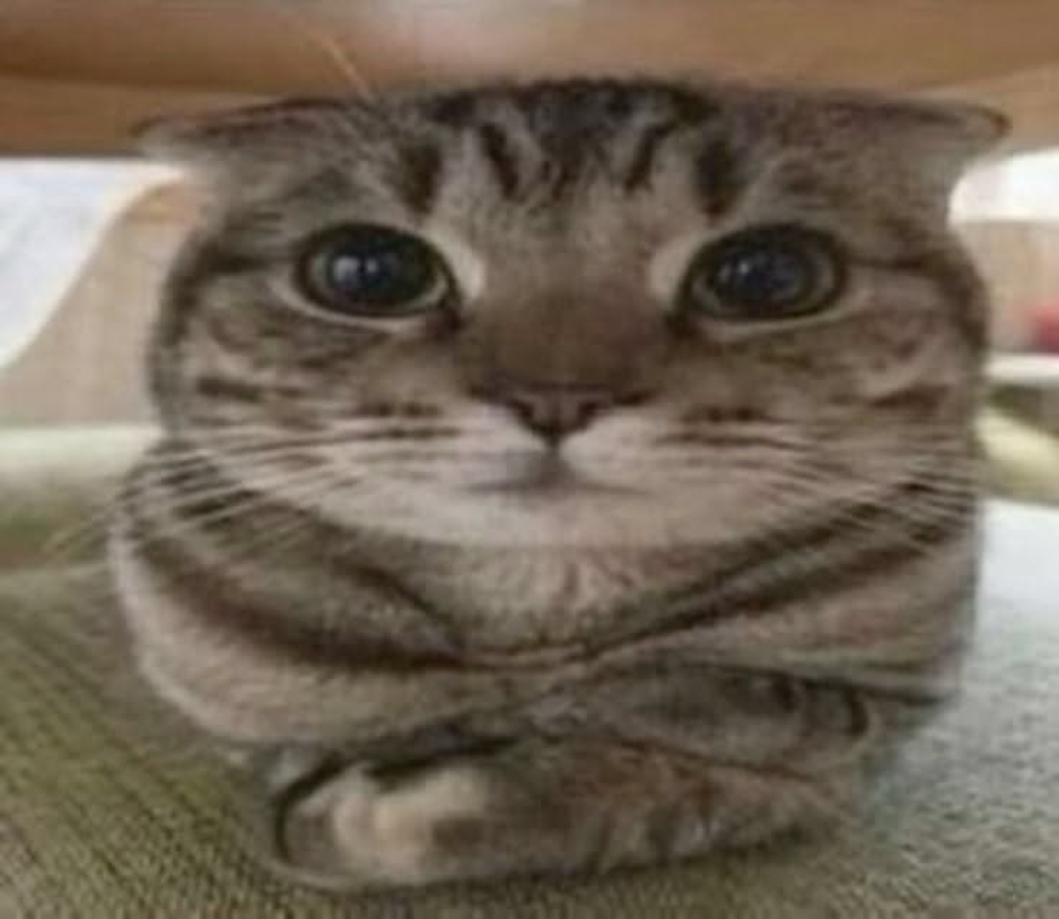 Tabby cat squished flat under furniture with huge unblinking eyes