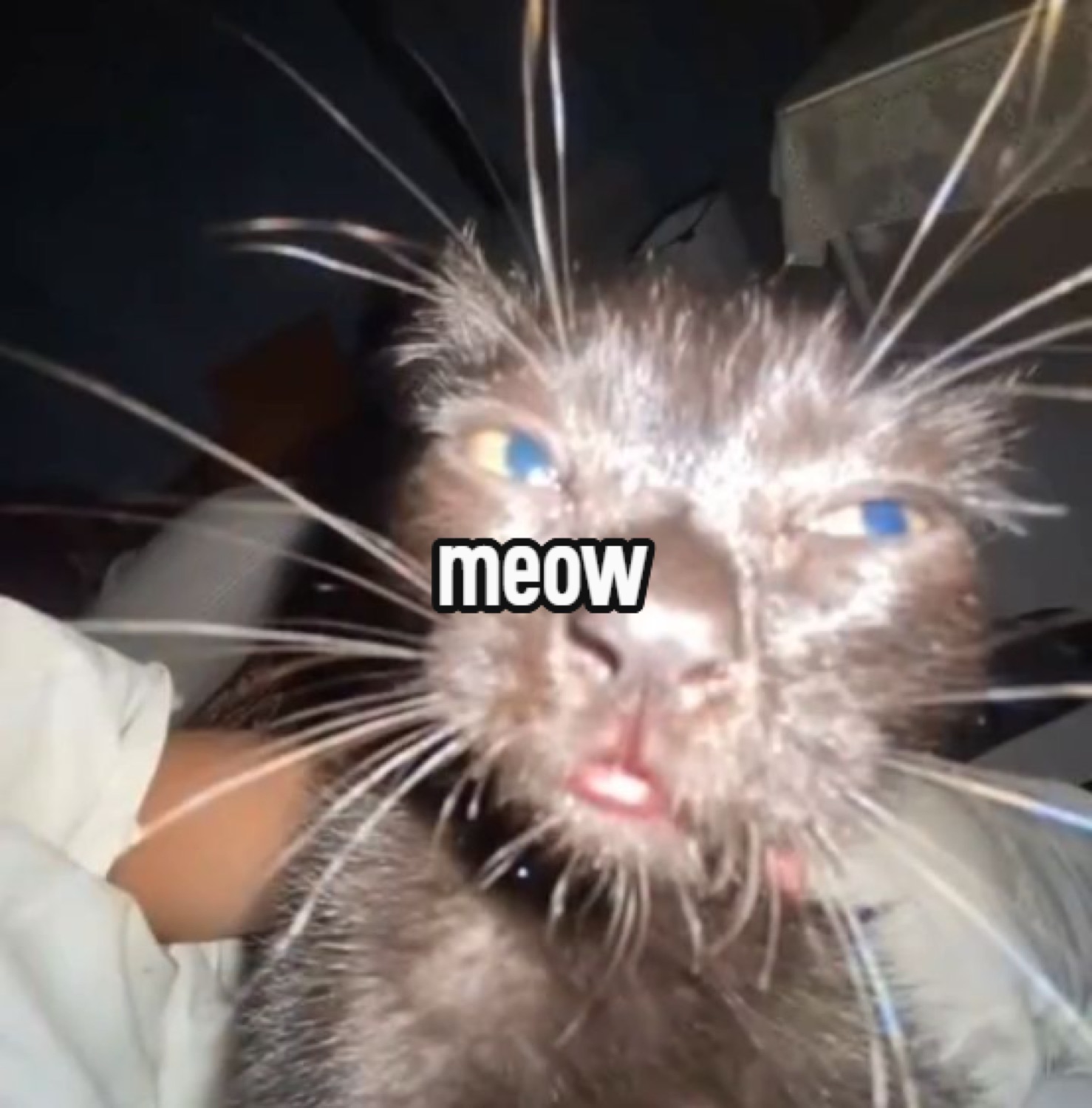 Wild-whiskered cat lunging at the camera: 'meow'