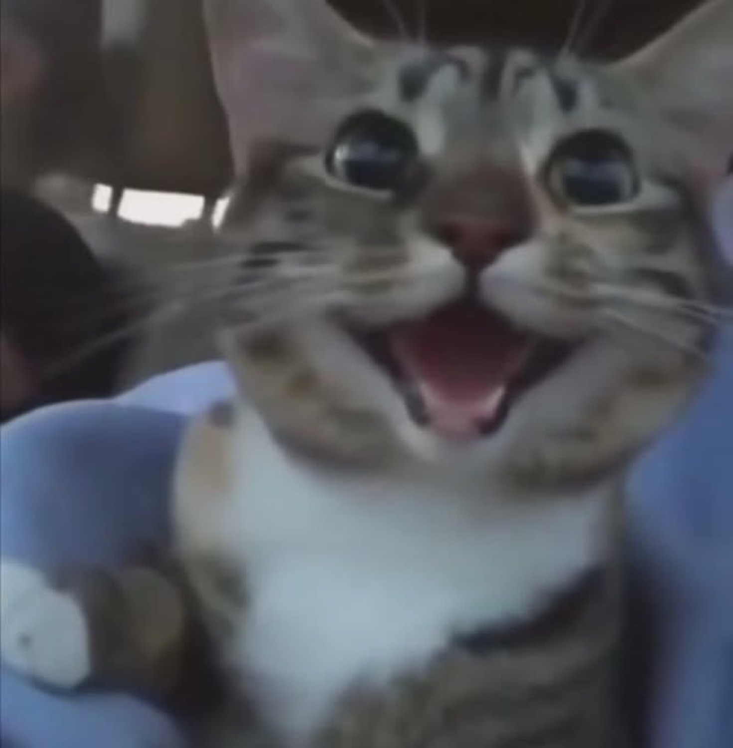 Tabby kitten with mouth wide open and bright eyes looking thrilled or yelling