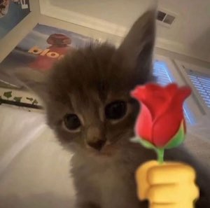 Fluffy kitten staring up with a cartoon emoji hand offering it a red rose