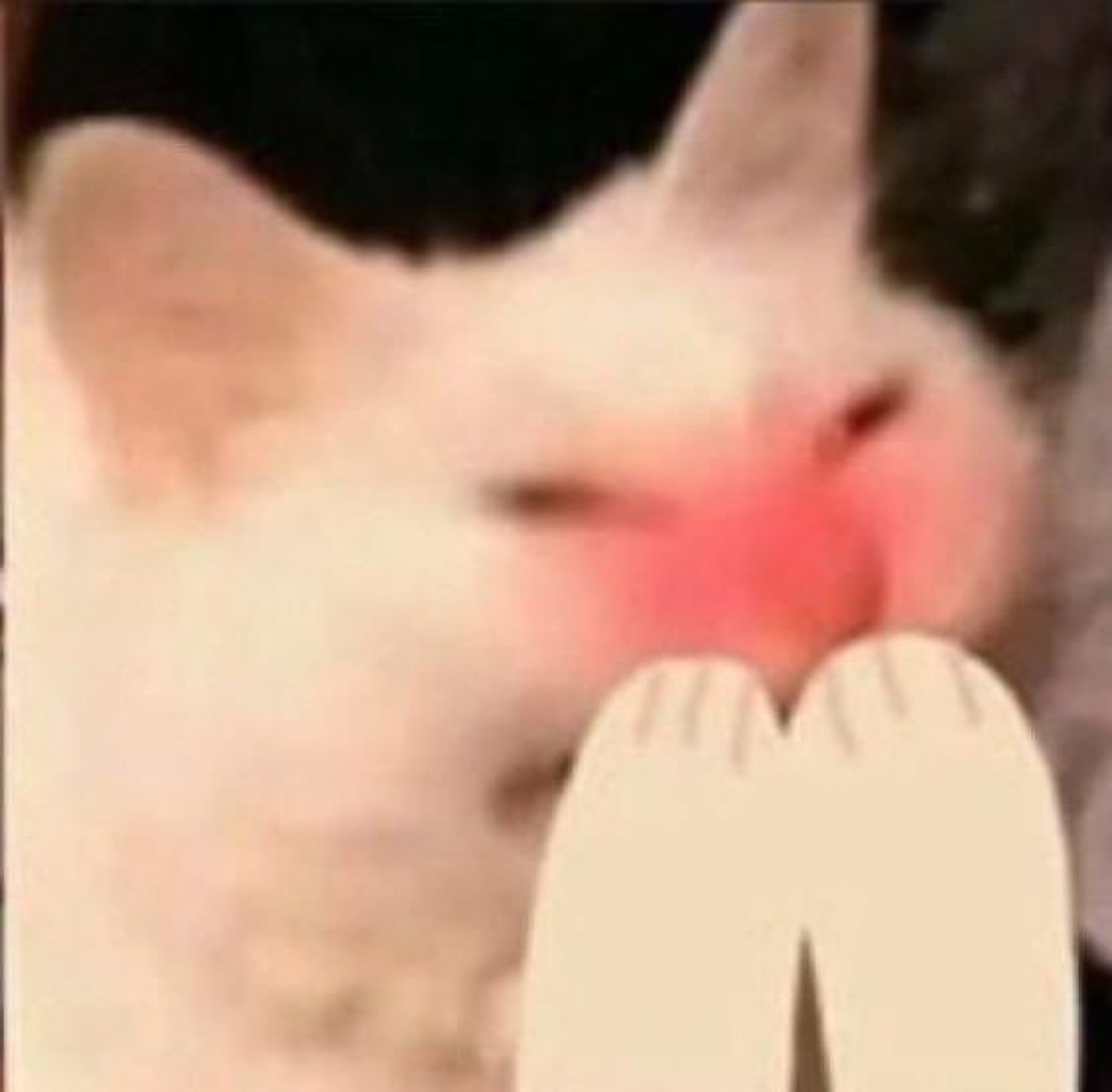 White cat with flushed pink cheeks pressing tiny hands together shyly