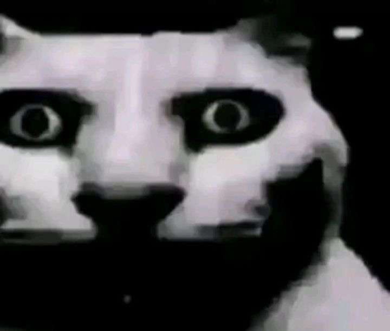 Grainy black-and-white cat locking eyes with the camera in unsettling silence