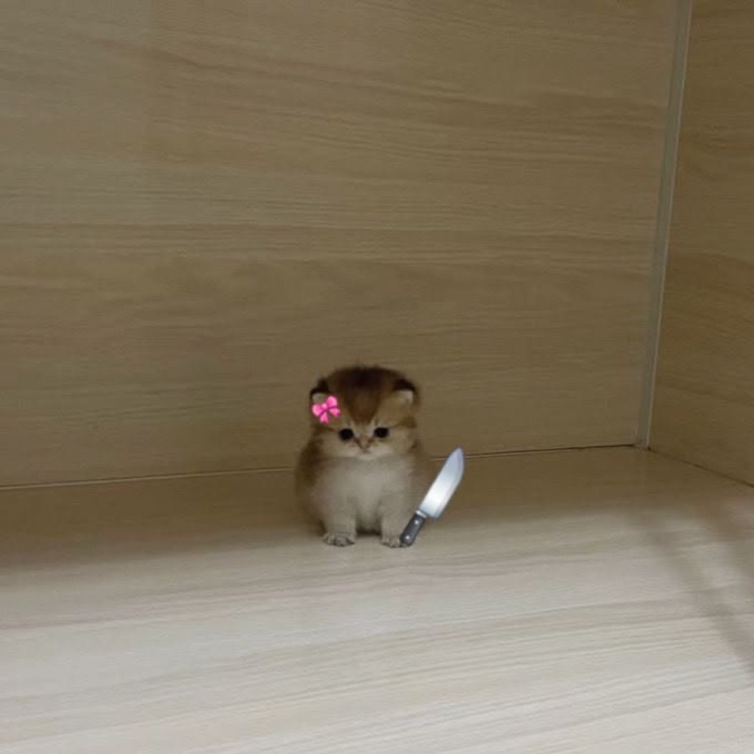 Tiny fluffy kitten with a pink bow sitting next to a knife with an eerily calm stare