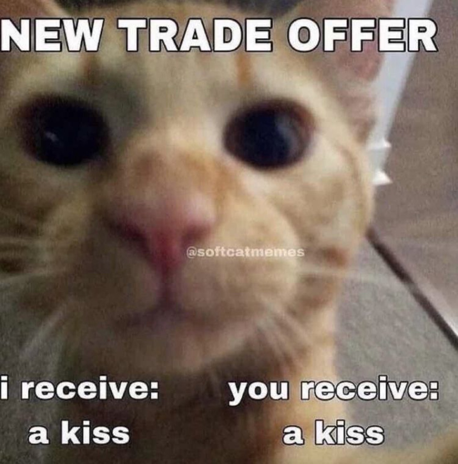 Orange cat with huge dilated pupils proposing a kiss-for-kiss trade offer