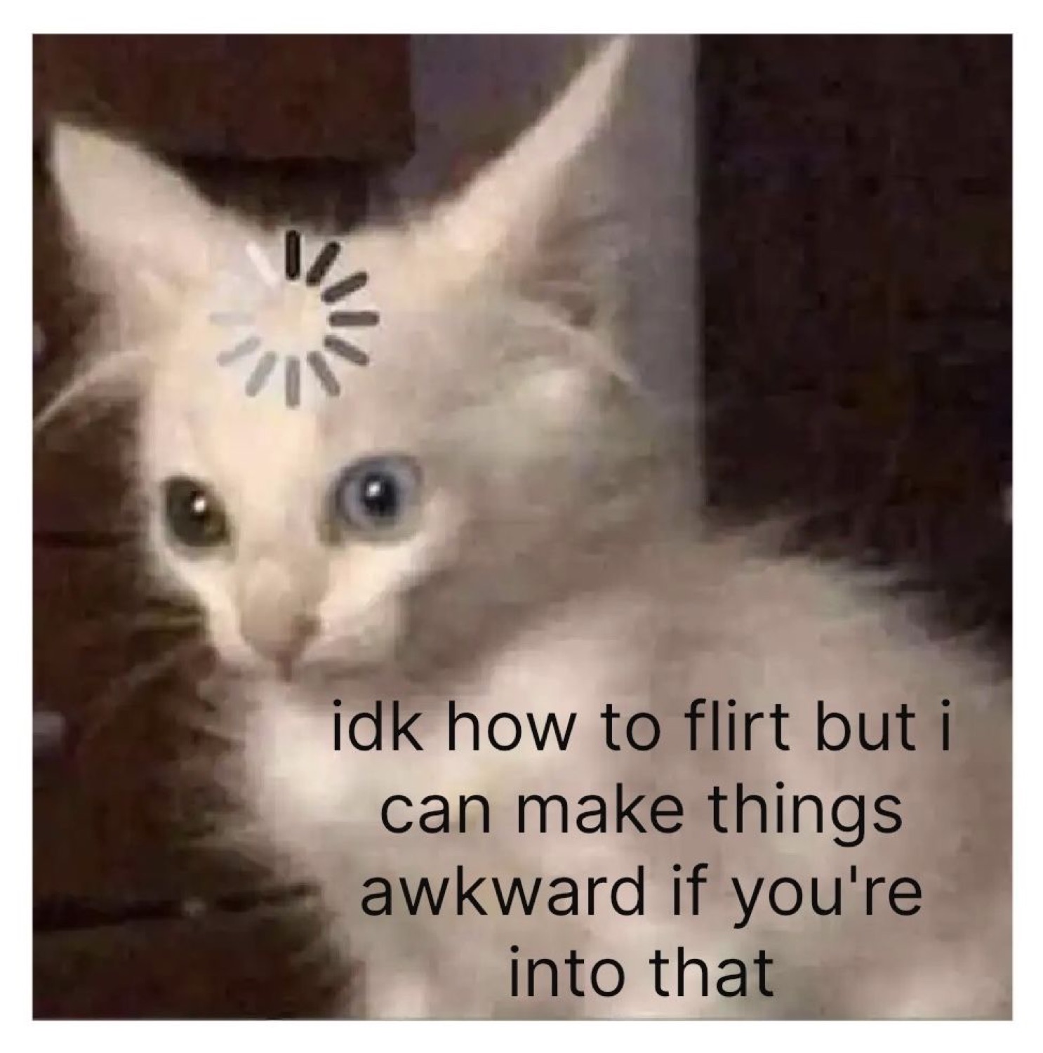 Odd-eyed kitten with a loading spinner on its forehead and an awkward flirting caption