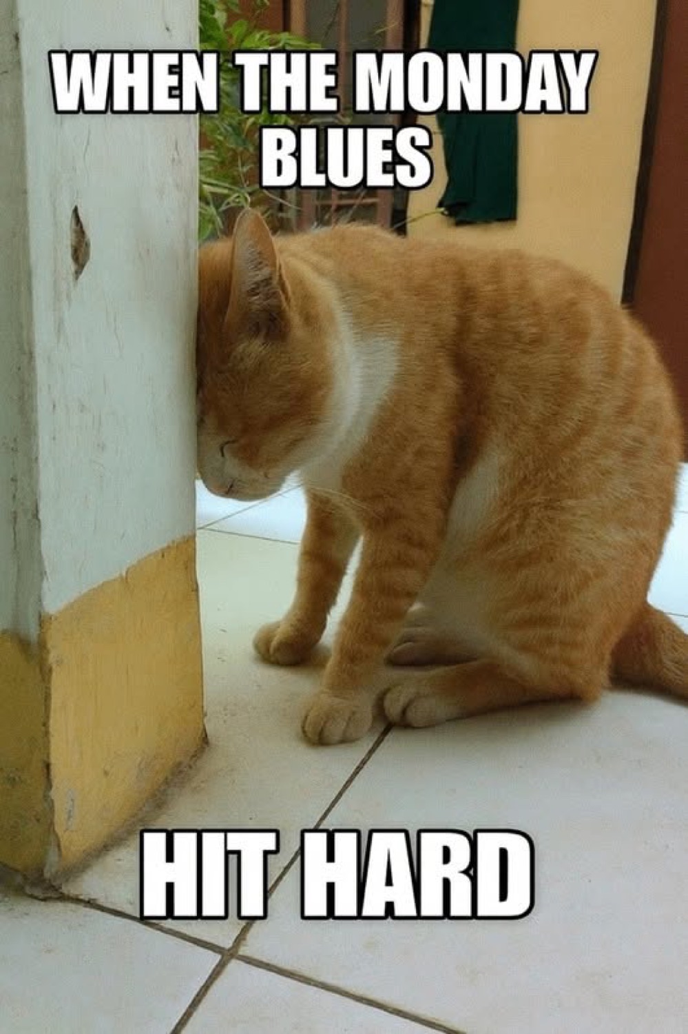 Orange cat with its head pressed against a wall under 'WHEN THE MONDAY BLUES HIT HARD'