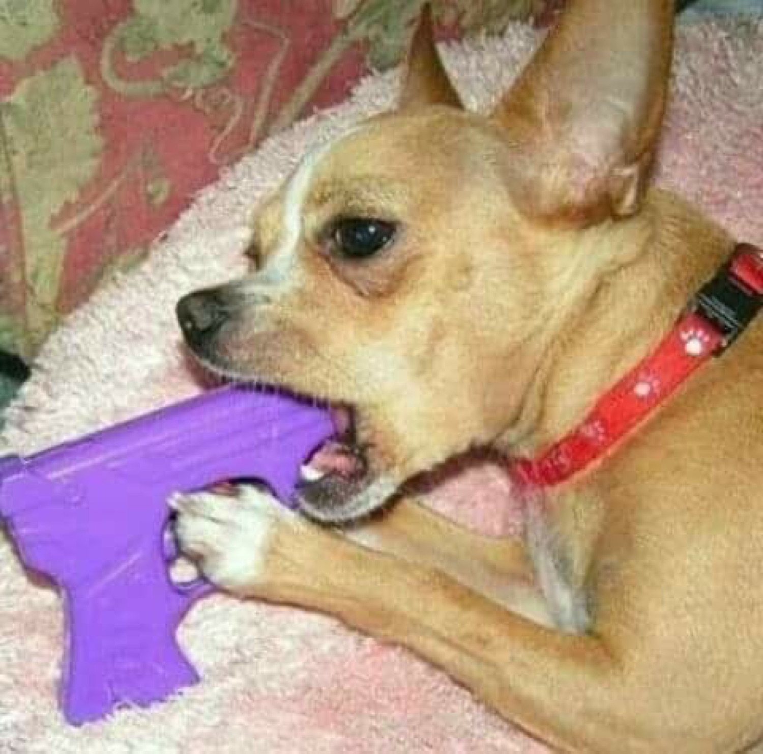 Chihuahua biting and clutching a purple toy gun with intense focus