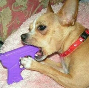 Chihuahua biting and clutching a purple toy gun with intense focus