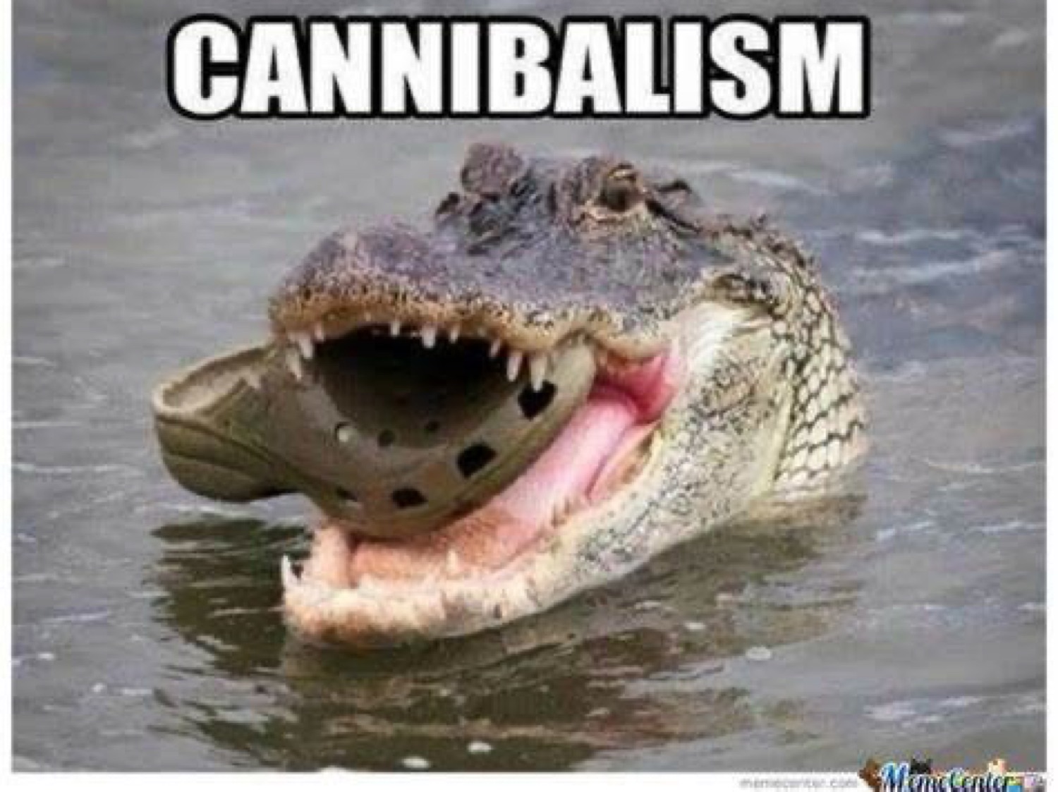 Alligator chewing a Crocs shoe: 'CANNIBALISM'