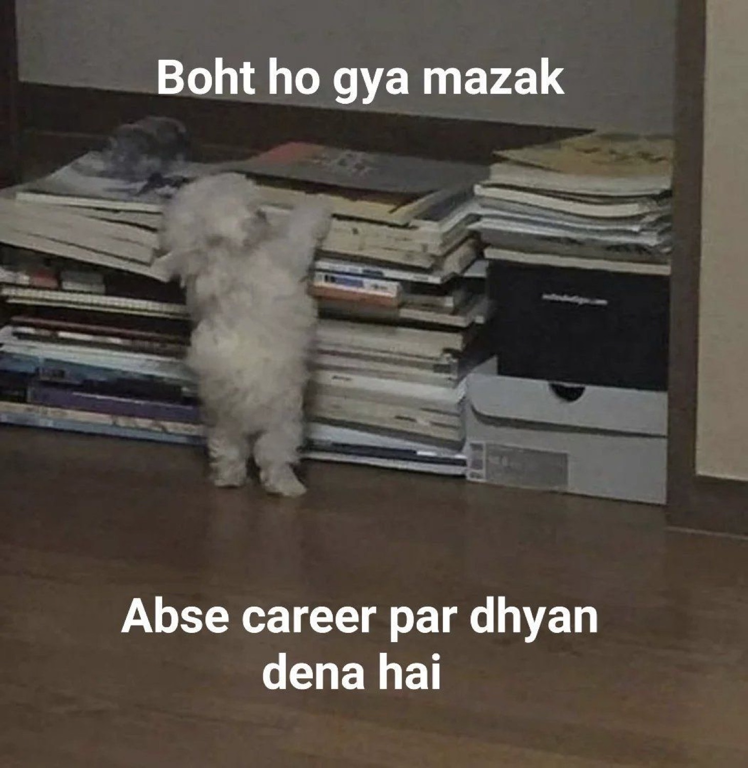 Fluffy dog propped against a stack of books: 'Boht ho gya mazak / Abse career par dhyan dena hai' (enough jokes, focusing on my career now)