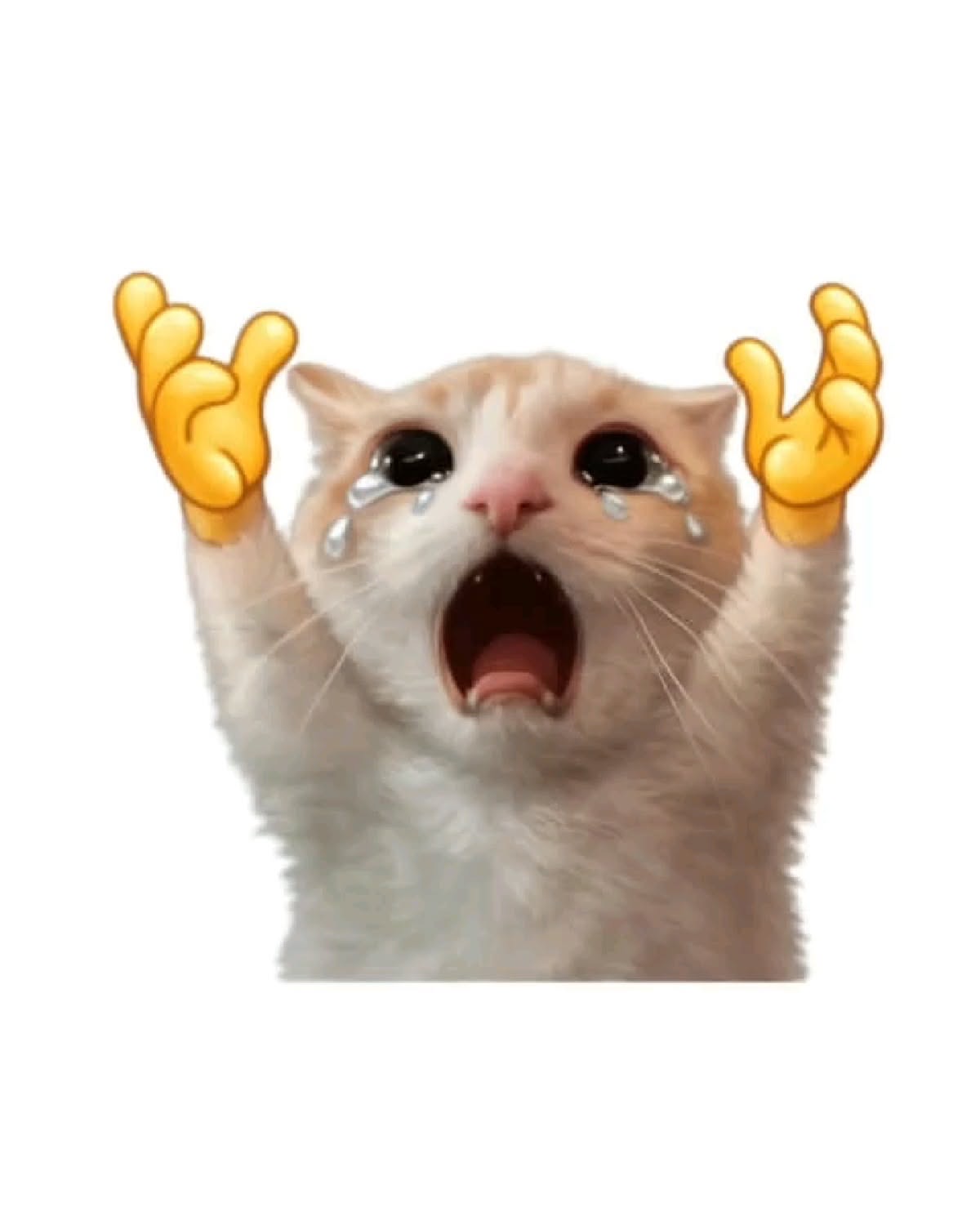 Crying cat with its mouth open and two raised emoji hands