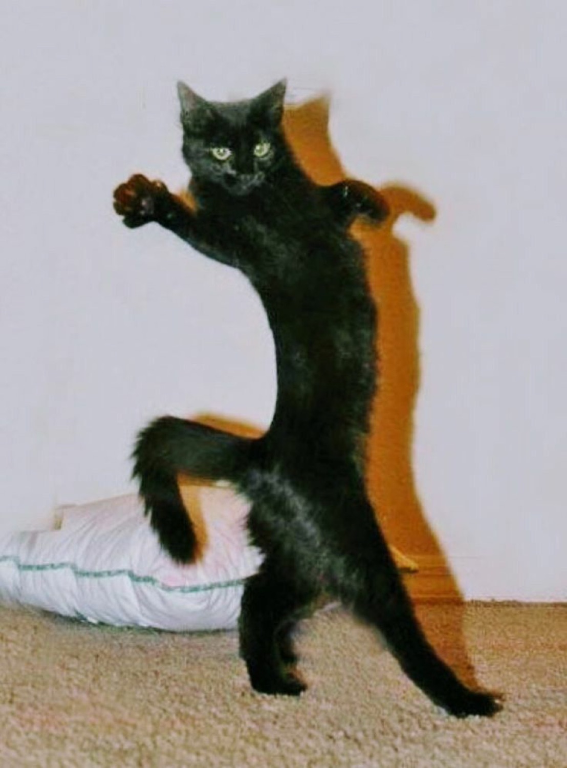 Black cat standing on its hind legs mid-dance with one paw out