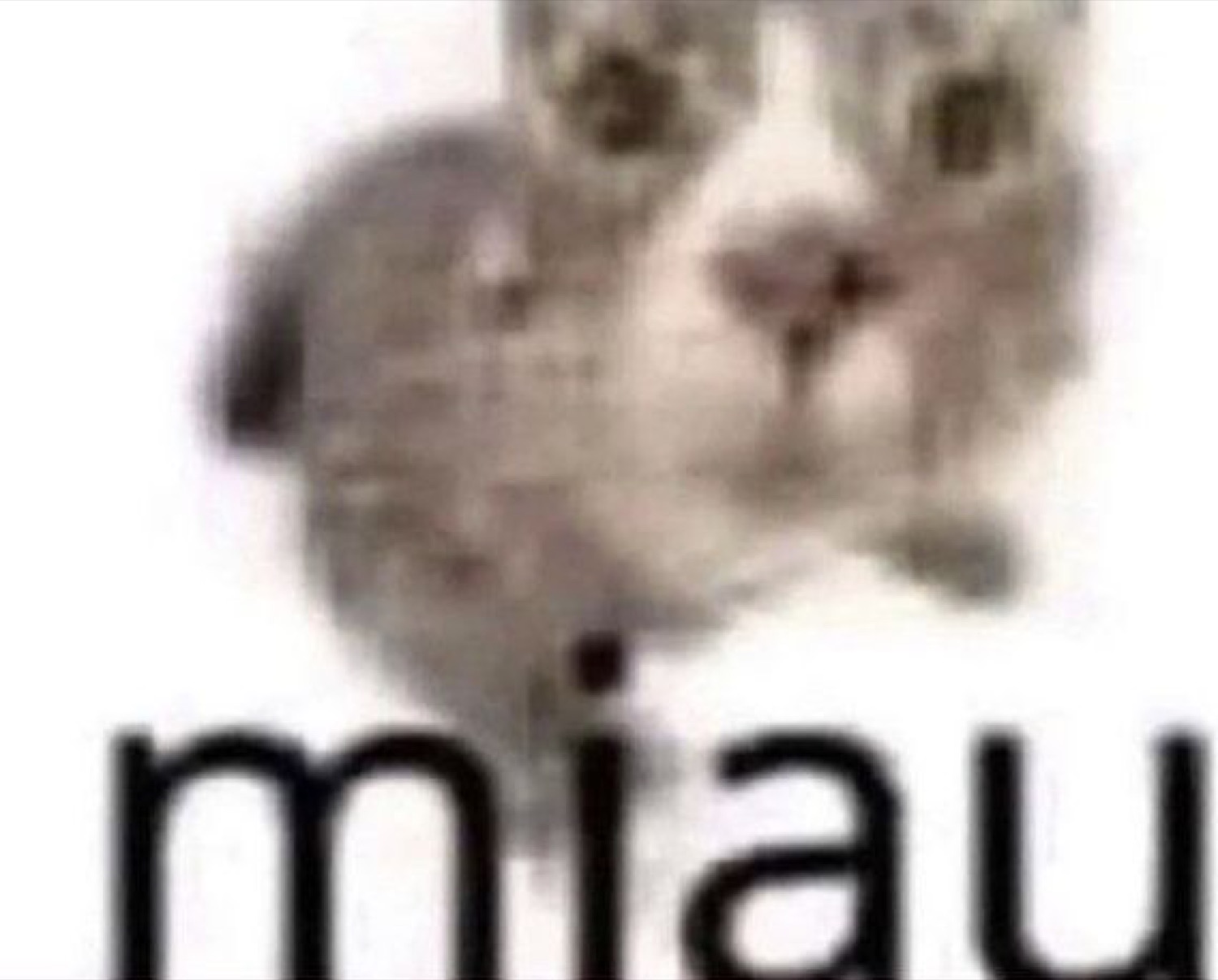 Blurry kitten: 'miau'