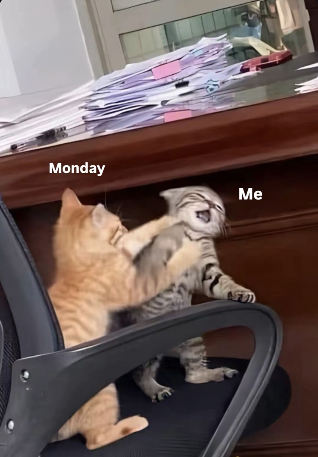 Orange kitten shoving a screaming grey kitten off an office chair, labeled 'Monday' and 'Me'
