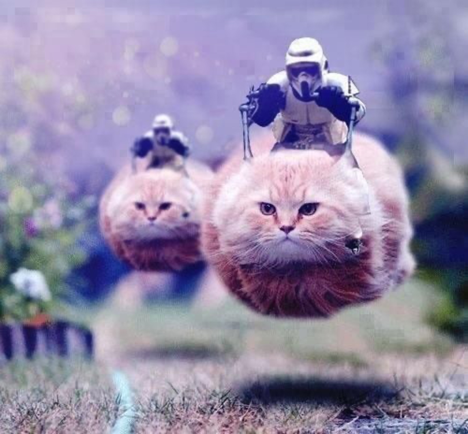 Two Stormtroopers riding giant fluffy cats like speeder bikes