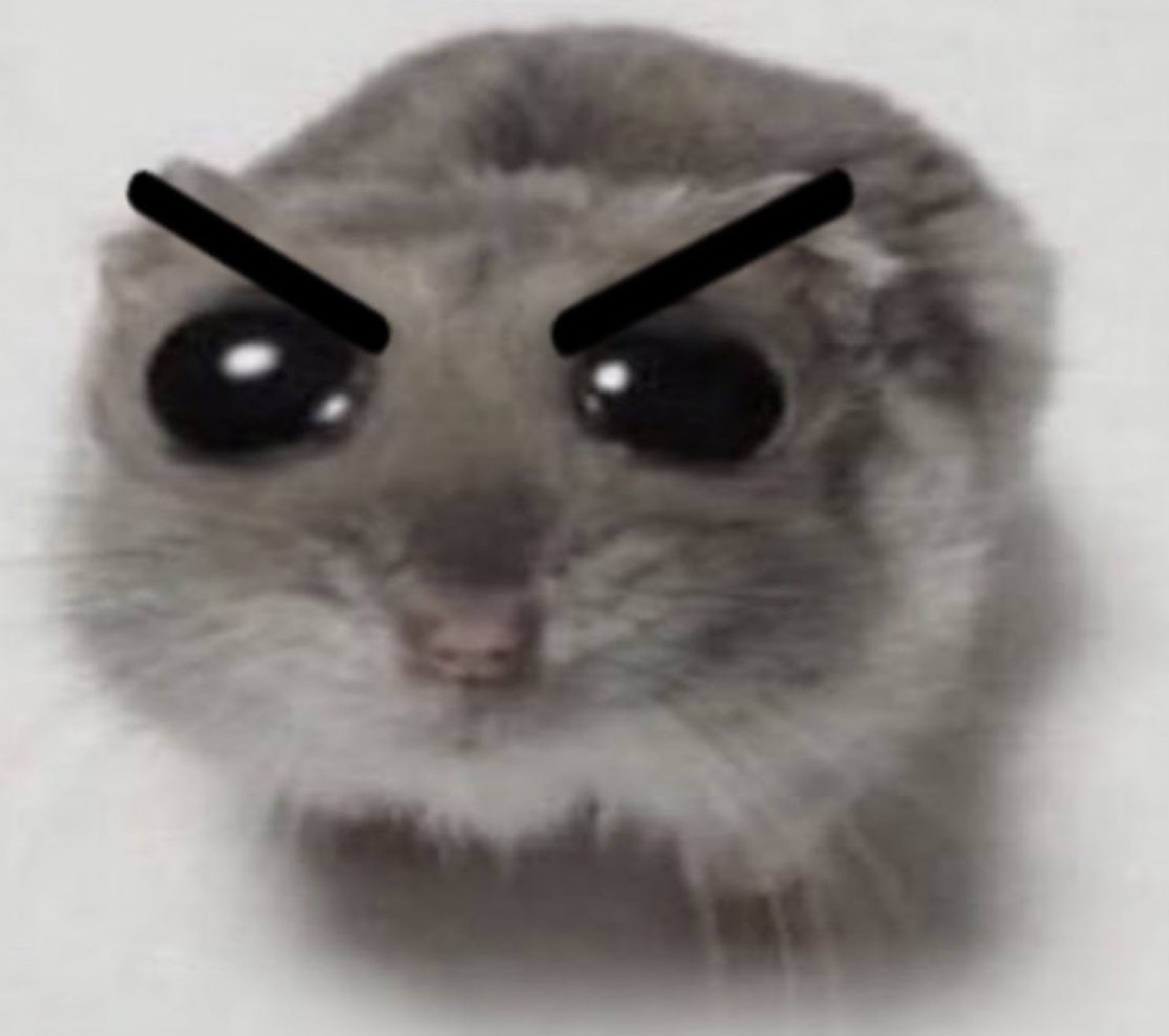 Fluffy flying squirrel with angry drawn-on eyebrows glowering at the camera