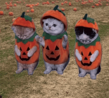 Three kittens in pumpkin costumes dancing on their hind legs