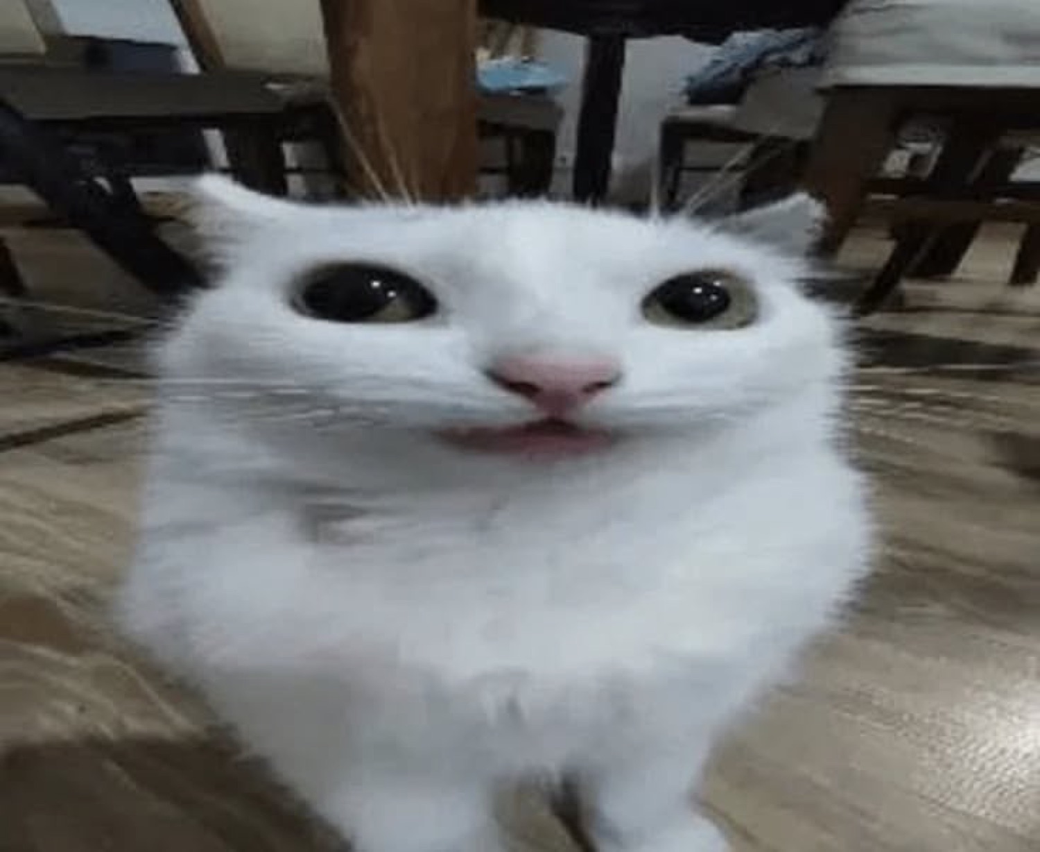 White fluffy cat staring wide-eyed directly into the camera with its mouth slightly open