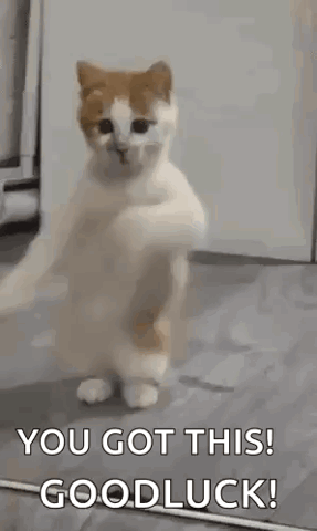 Kitten standing on its hind legs dancing, "You got this! Goodluck!"