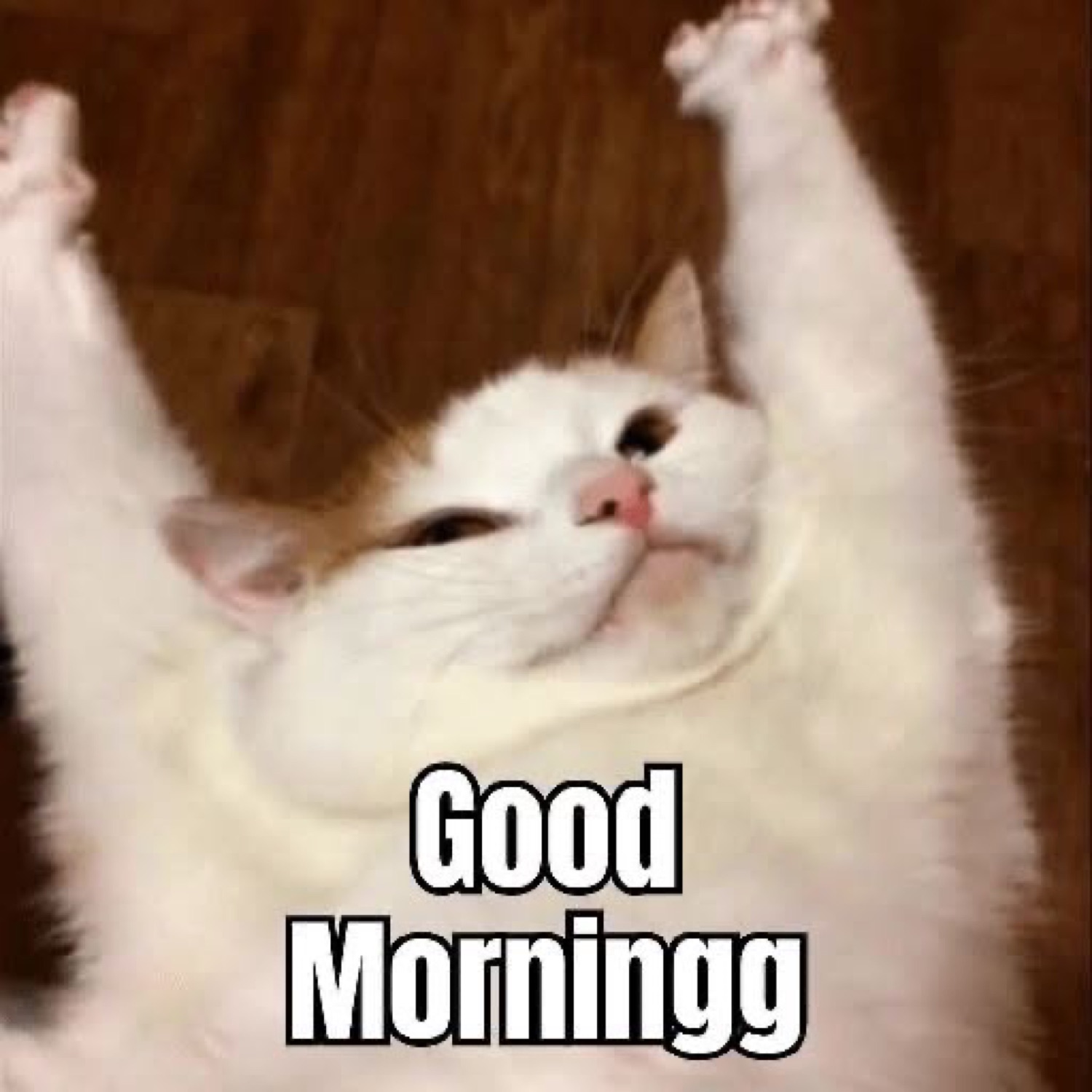 Fluffy cat stretching both arms up: 'Good Morningg'
