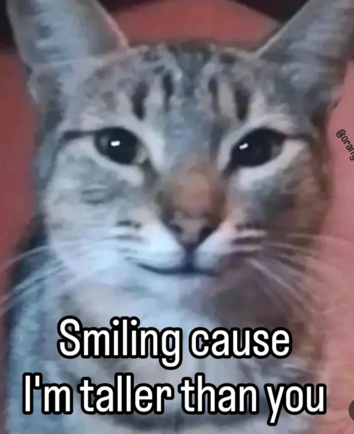 Tabby cat with a smug grin captioned 'Smiling cause I'm taller than you'