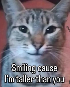 Tabby cat with a smug grin captioned 'Smiling cause I'm taller than you'