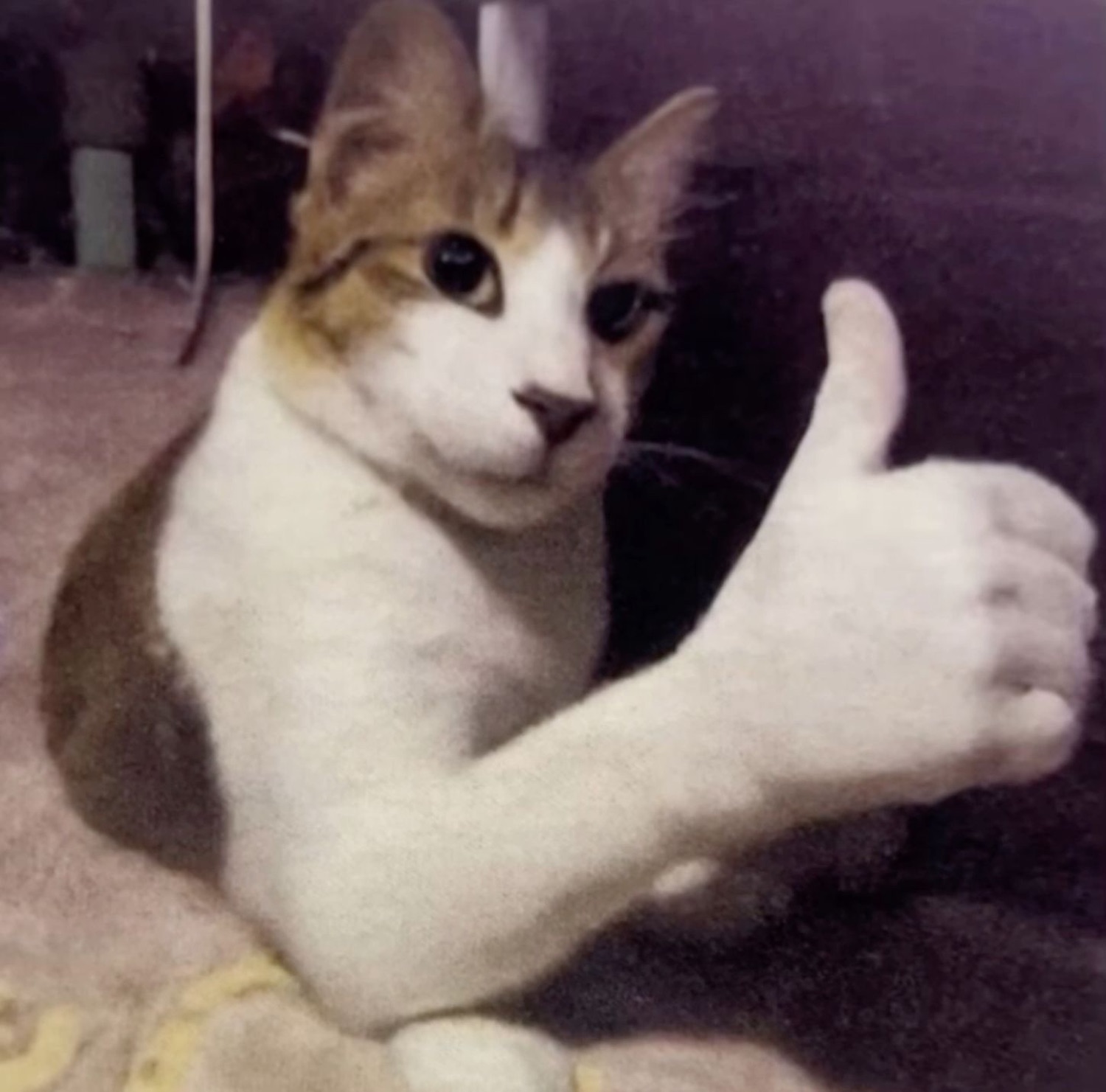 Calico cat giving a confident thumbs-up with its paw