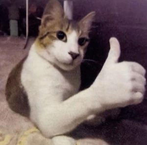 Calico cat giving a confident thumbs-up with its paw