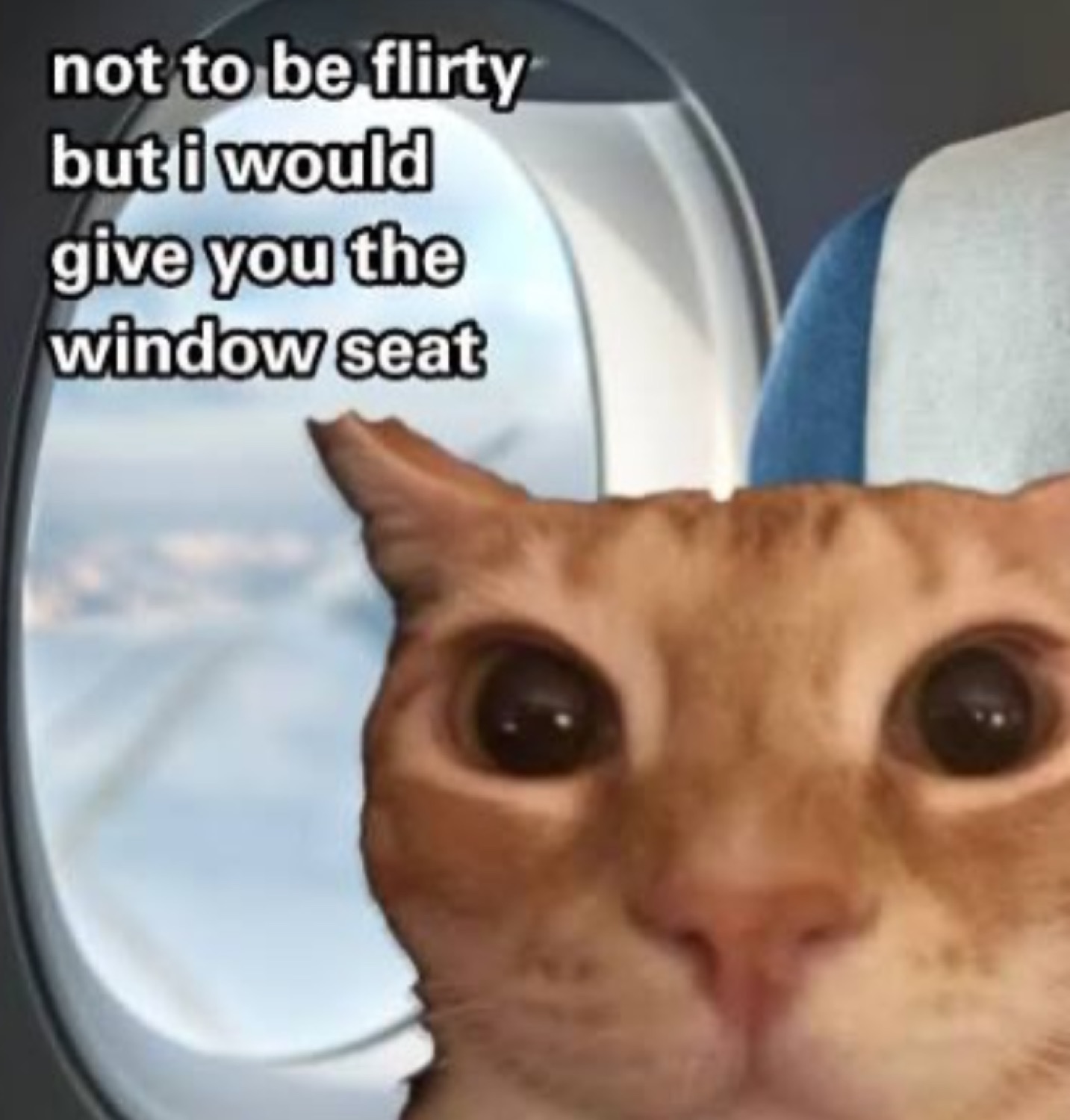 Orange cat staring by a plane window: 'not to be flirty but i would give you the window seat'
