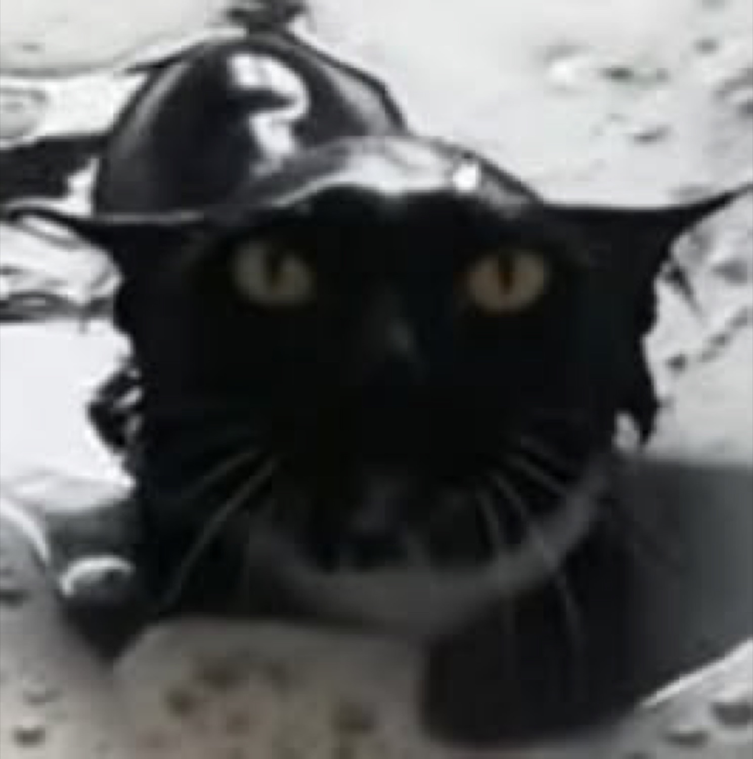 Soaking wet black cat in a small helmet staring dead-eyed into the camera in the rain