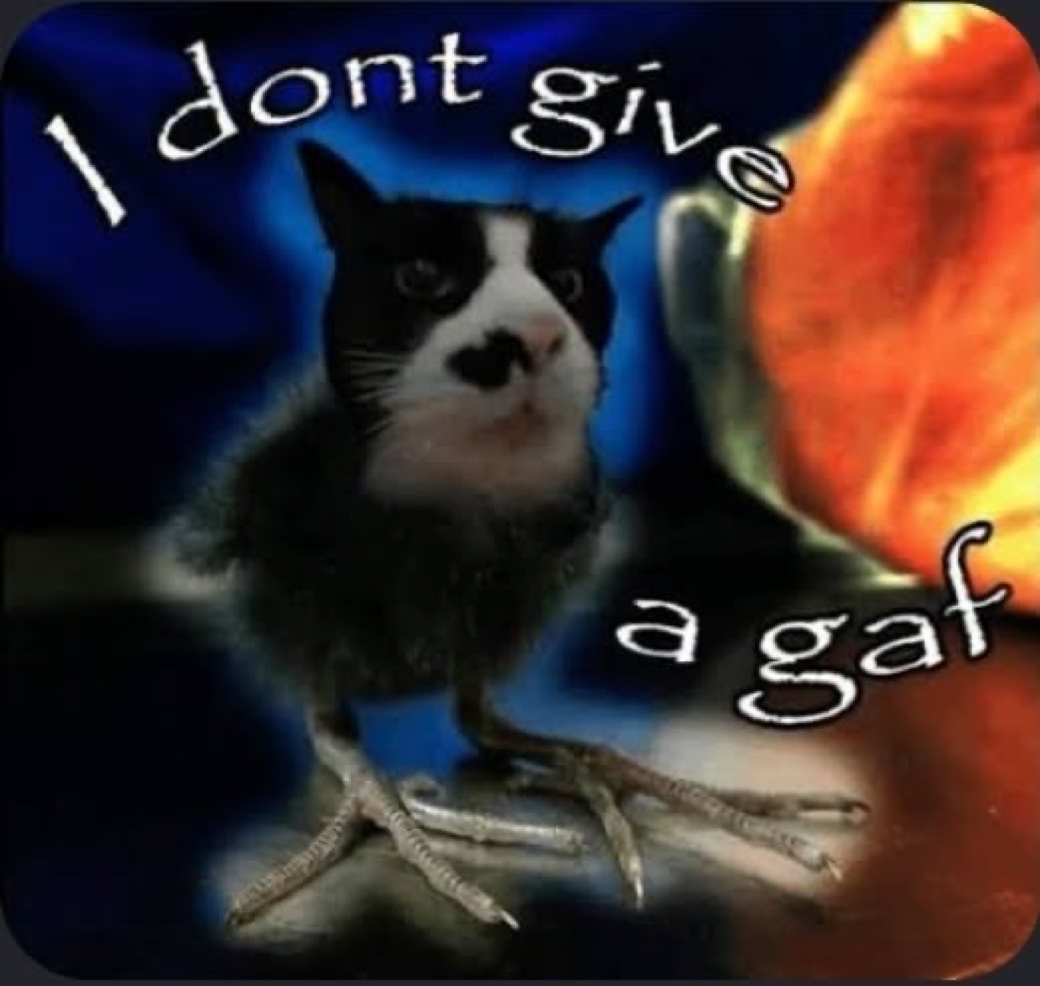 Black and white cat standing on bird feet with text 'I dont give a gaf'