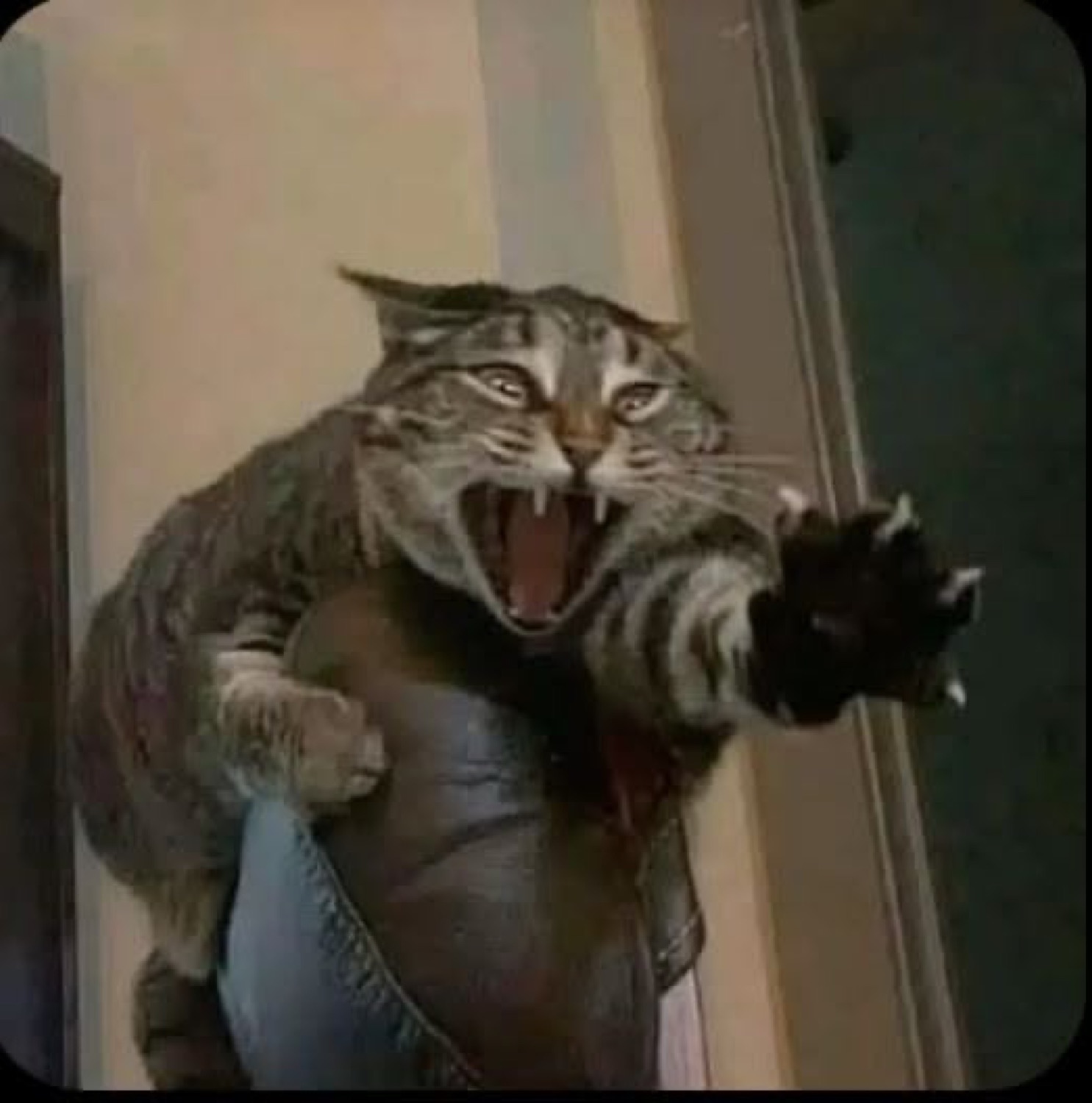 Tabby cat held up mid-air, hissing with claws out and mouth wide open