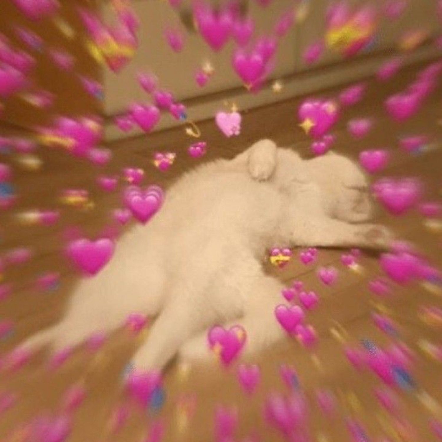 White cat asleep on the floor buried in a blizzard of pink heart emoji