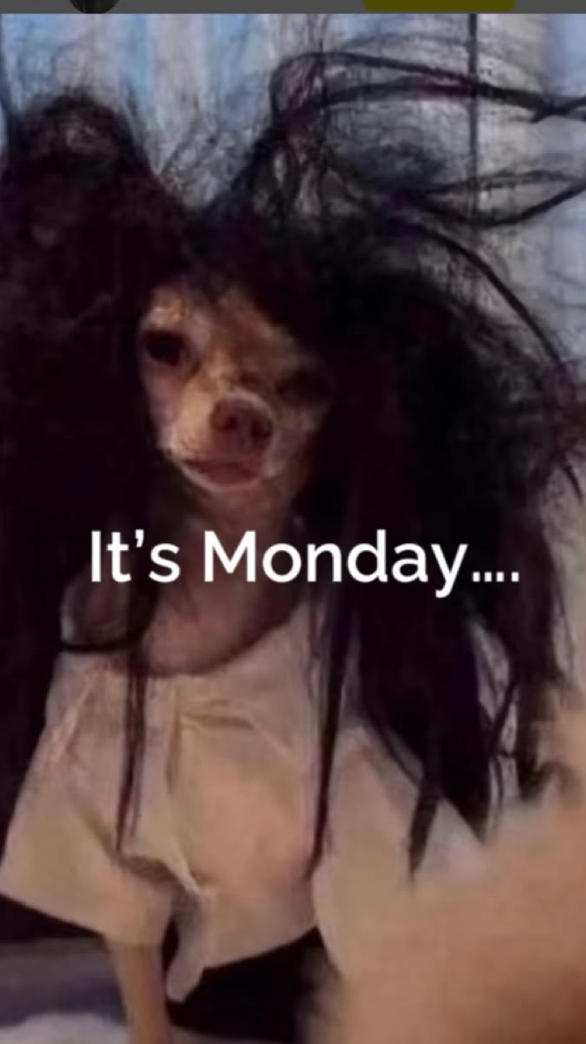 Chihuahua in a messy black wig staring blankly under 'It's Monday....'