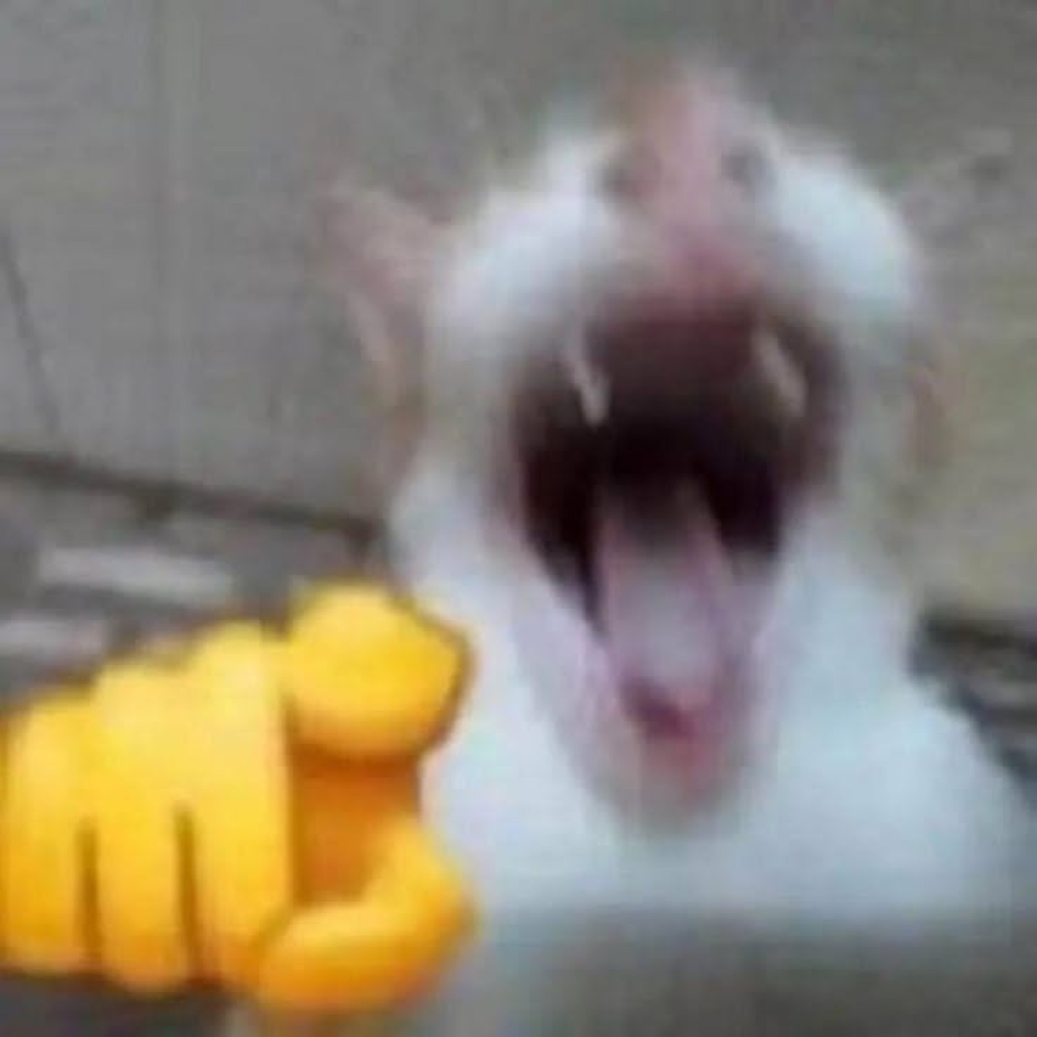 White cat throws its head back in a wide-mouthed yell while a cartoon fist points at it